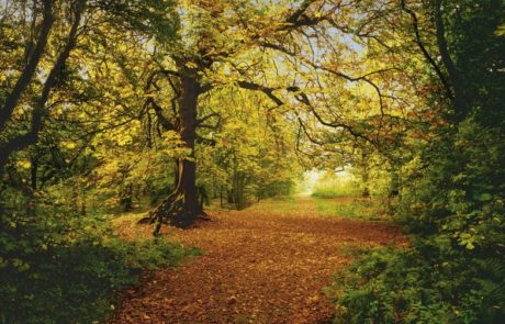 fotomural bosque otoño